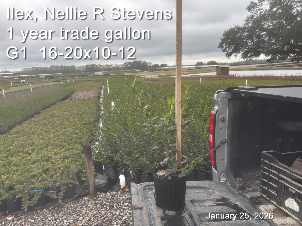 gallery/nrs1yt g1 jan25.jpg